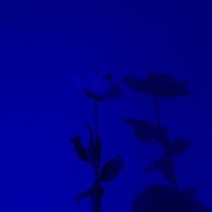 Meet your Posher, Abigail